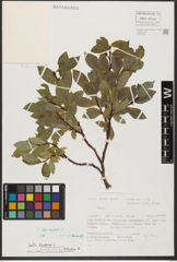 Foto von Salix hastata L.